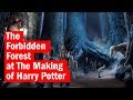 A look inside The Forbidden Forest at The Making of Harry Potter | First Look | Time Out London