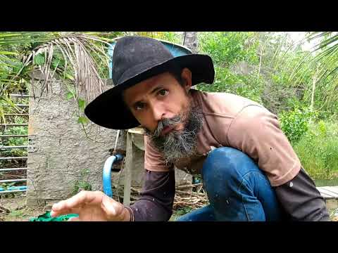 Vídeo: Com Plantar Bambú