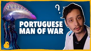 How does the Portuguese Man of War Reproduce? - Quack #6