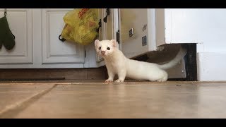 Two Weasels in the house. Ermine Weasel  Weasel visit this morning  Seriously! What should I do?