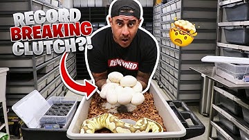 Our SNAKE Laid A MASSIVE Clutch Of Eggs!!