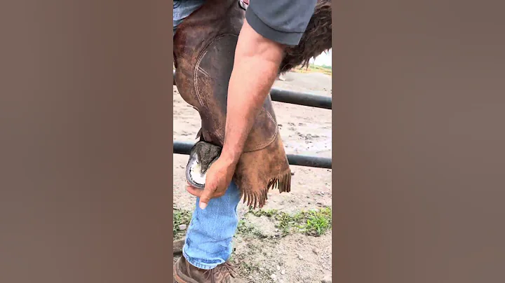 How-to Trim a Normal Donkey Foot.