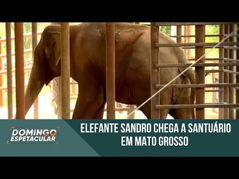 Sandro the elephant arrives at sanctuary in Mato Grosso after 1,615 km journey