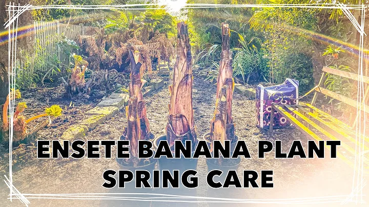 Starting Ensete ventricosum 'Maurelii' - Red Banana Plant Spring Care Tips - DayDayNews