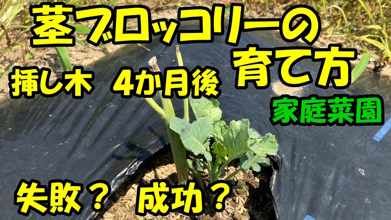 茎ブロッコリーの育て方 挿し木 How to grow stem broccoli. YouTube