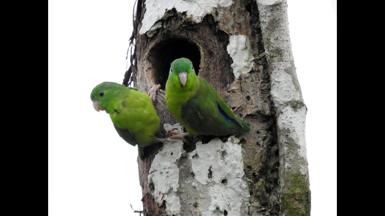 Loros anidando. - YouTube