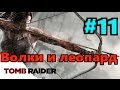 Rise of the Tomb Raider. Волки и леопарды