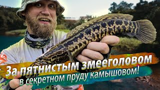 ЗМЕЕГОЛОВЫ ВЫПРЫГИВАЮТ из воды как щуки! Секретный пруд, редкий вид змееголова. Рыбалка на Тайване.