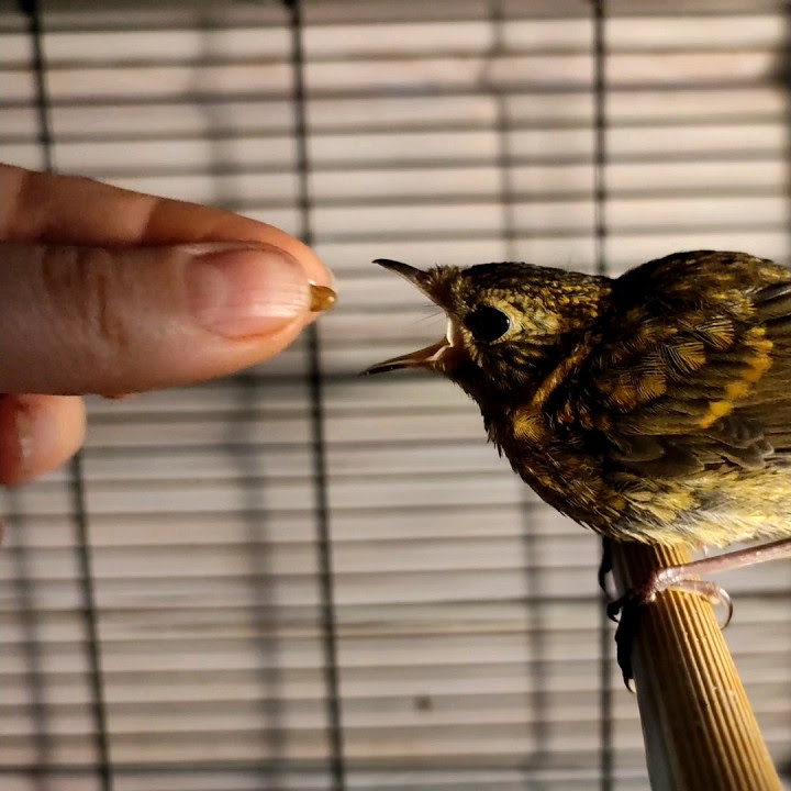 Как собрать корм для птенцов #shorts #муравьиное яйцо - YouTube