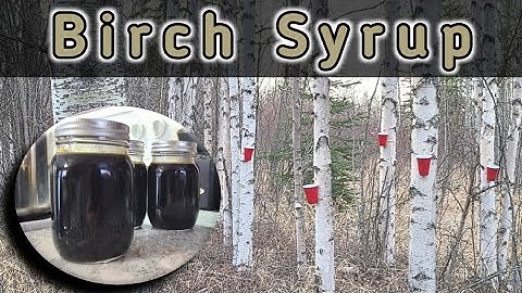 Making Birch Syrup From Start to Finish