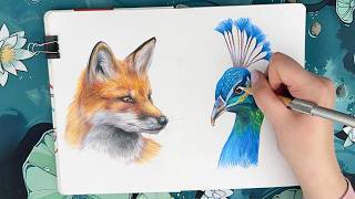 drawing animals with colored pencils