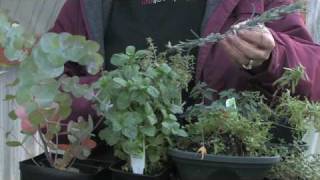 Gardening for Trees & Plants : Plants That Repel Woodchucks