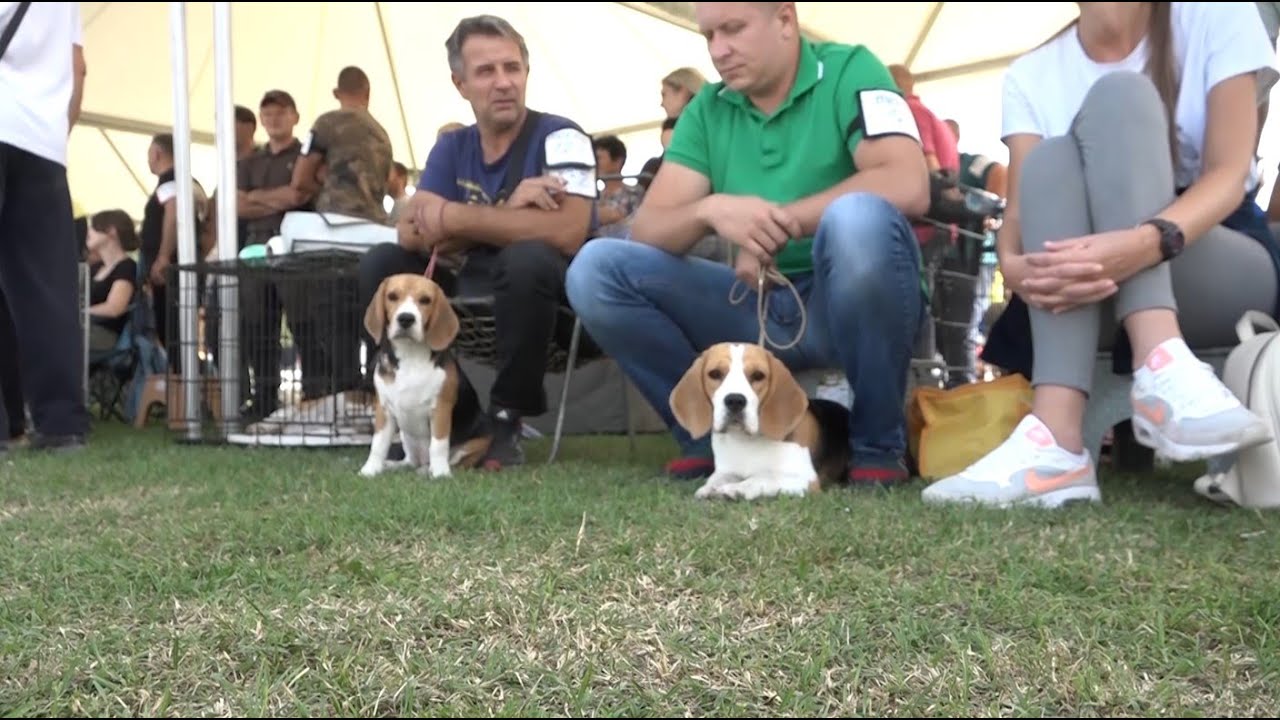 TV Telemark - ODRŽANA IZLOŽBA PASA SVIH RASA U GORNJEM MILANOVCU 26 09 2023