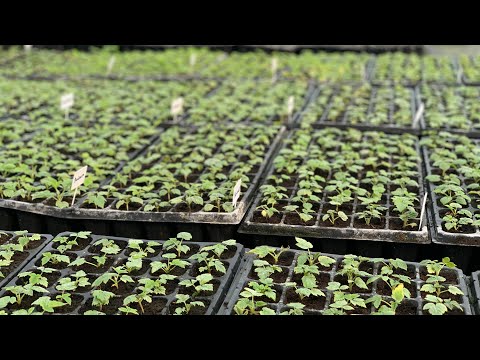 Results of Raspberry Cutting Propagation in Fog on May 27, 2023