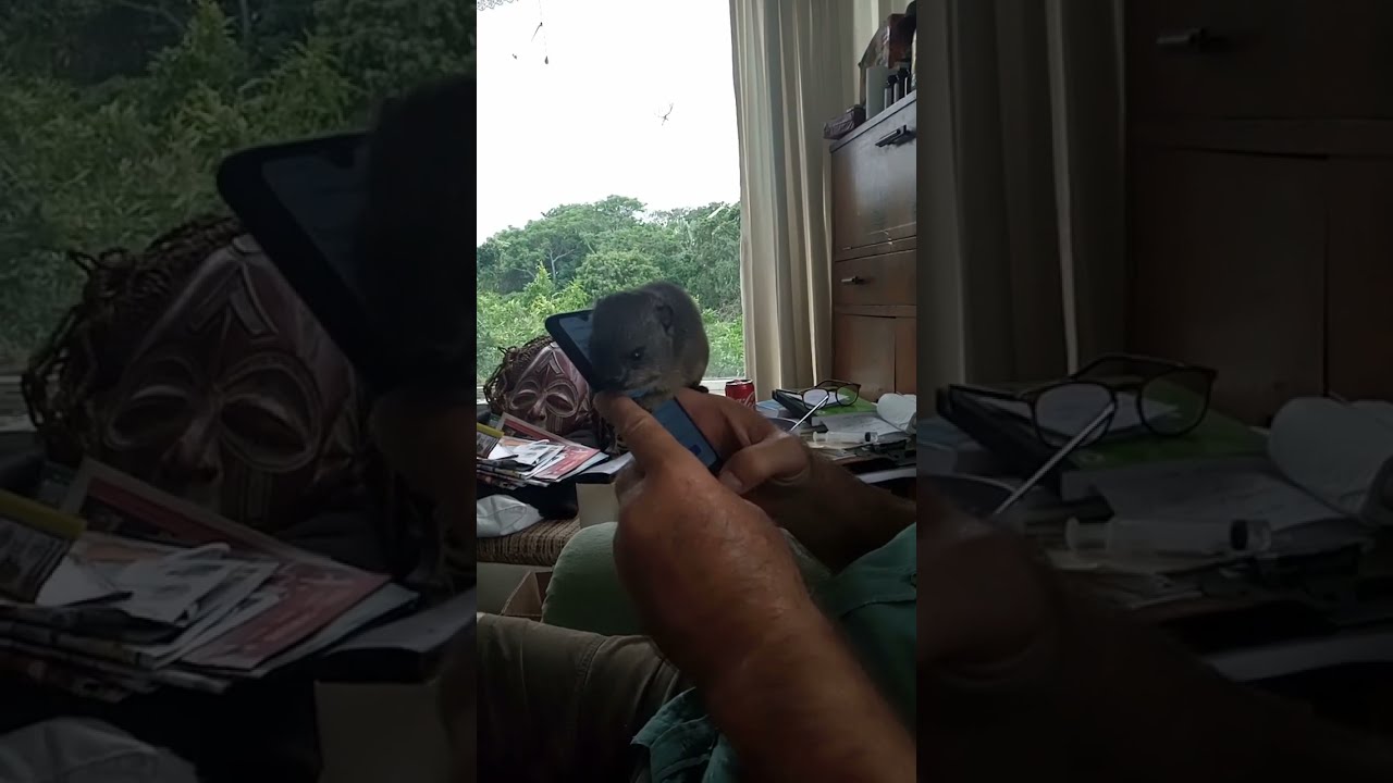 The Only Way For A Rock Hyrax Is Up Dassie Cell Phone Gymnastics 