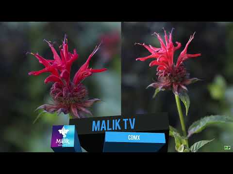 Malik Estudio Malik Estudio's broadcast camera iphone 8 plus apk