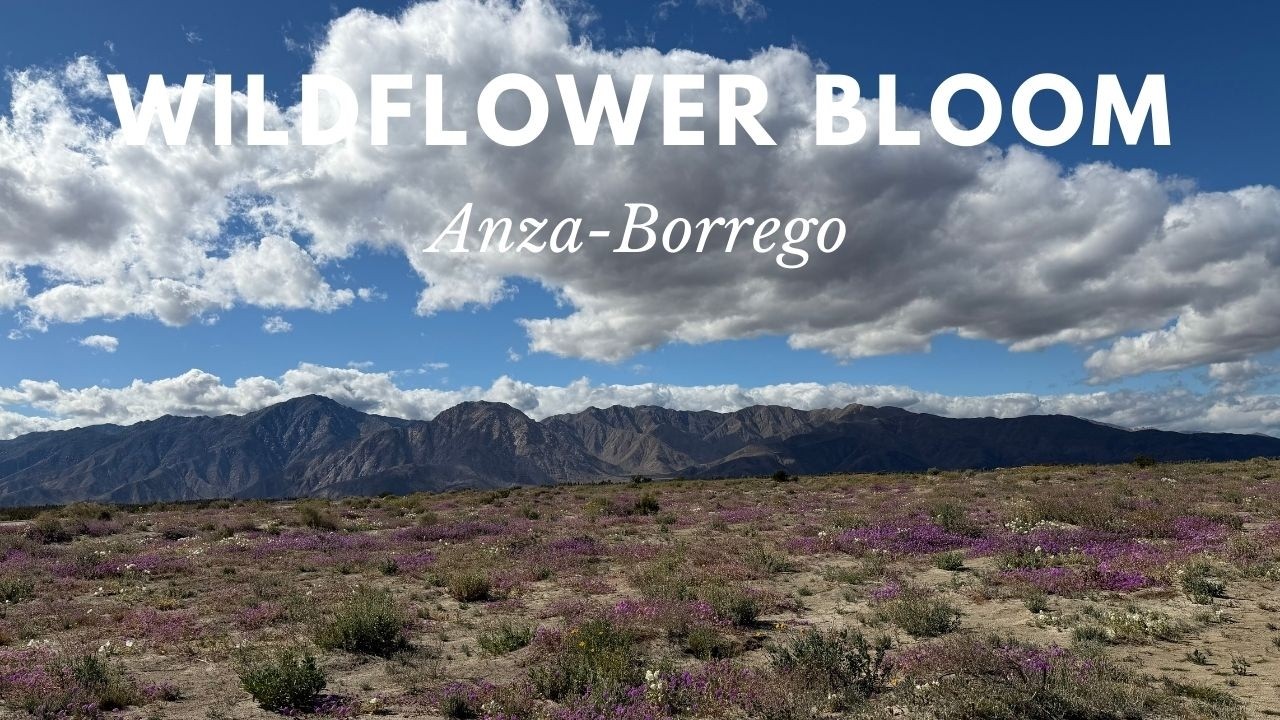 Desert Wildflower Bloom Update from Henderson Canyon | Borrego Springs