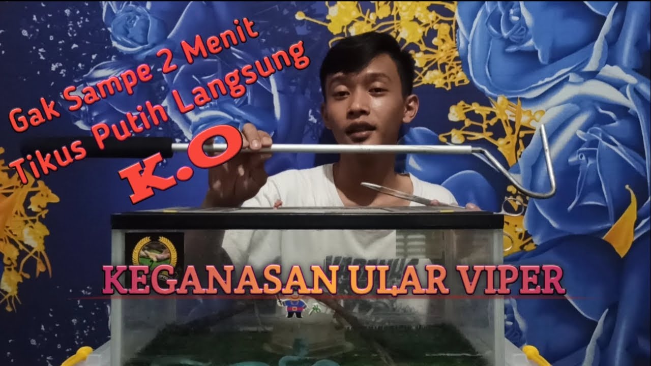 KEGANASAN ULAR VIPER