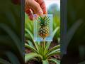 cubic watermelon 🍉.                           #shortsfeed #shortsviral #youtubeshorts