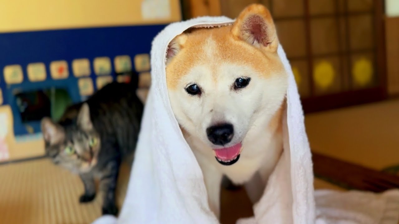 ひえひえタオルでごきげんな夏 Momo Cooling Down with a Chilly Towel