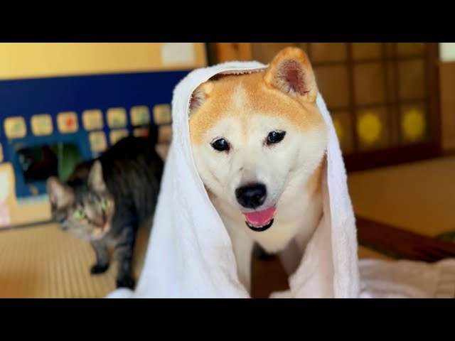 ひえひえタオルでごきげんな夏　Momo Cooling Down with a Chilly Towel