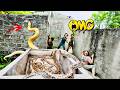 Brave Expert Rescues Younger Sister from Giant White Python