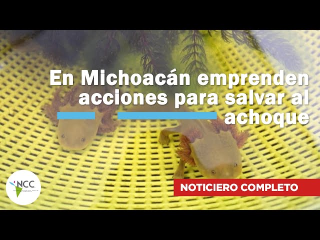 En Michoacán emprenden acciones para salvar al achoque | 790 | 01 al 07 de septiembre 2025