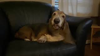 Droopy the Basset Hound is Howling Back at the Other YouTube Dogs!