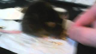 update on my mouse who had a stroke