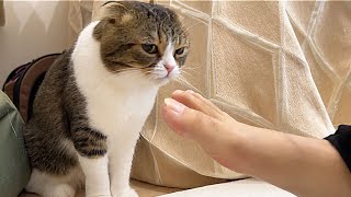 久しぶりに家に帰ってきたおっさんが猫に足の匂いを嗅がせてみたら大惨事に…w【臭臭あし太郎】【虚無】【飼い主ガチャ失敗】