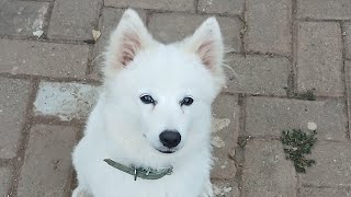 Obedience Practice Guide with Japanese Spitz Hachiku