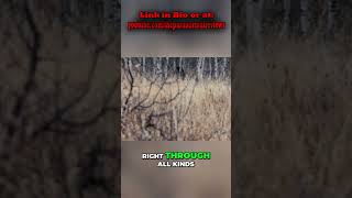 Incredible Bear Encounter: Witness Nature's Power! #shorts