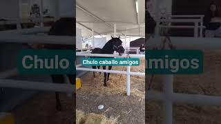#musica #gallos  cabayos finos