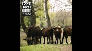 Video thumbnail of "KOIKOI - Kada ostari dan"