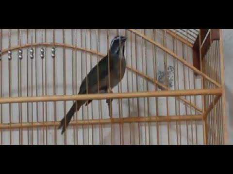 Canto Fibra Para Ensinar Filhotes De Trinca Ferro Para Torneios Seu Trinca Ferro Afinado Chorando So Por Ver Outro Trinca E Agora Oque Fazer Youtube