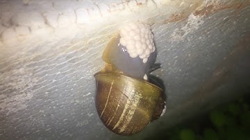 Ốc Táo sinh sản