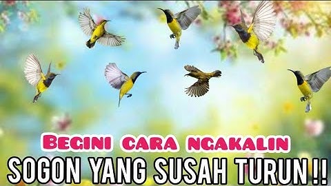 Cara Mikat Burung Sogok Ontong/SOGON Yang Susah Turun