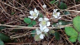 Rubus fruticosus (Shrubby blackberry)