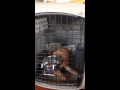Crate Training 2 General Tips Crate Training 2 General Tips