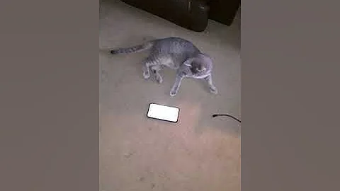 He hates our phones ringing