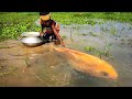 Amazing Boy Catching Fish By Hand | Traditional Little Catching Big Fish By Hand in Mud Water