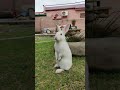 Animal Funny Rabbitrabbit Memes Instagram Bunny Rabbit Milly mp3