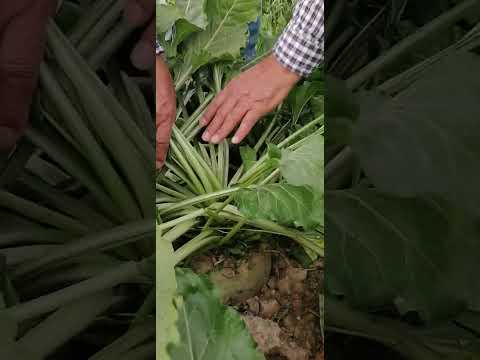 علامات نضج محصول بنجر السكر