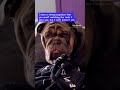 I’m on to you. 😂😉🧐🤔#sir_macksimus #funny #funnydog #hmm #bulldog