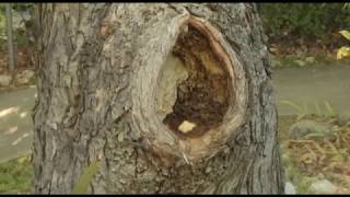 Treating a Tear Out Wound  Prune Like a Pro