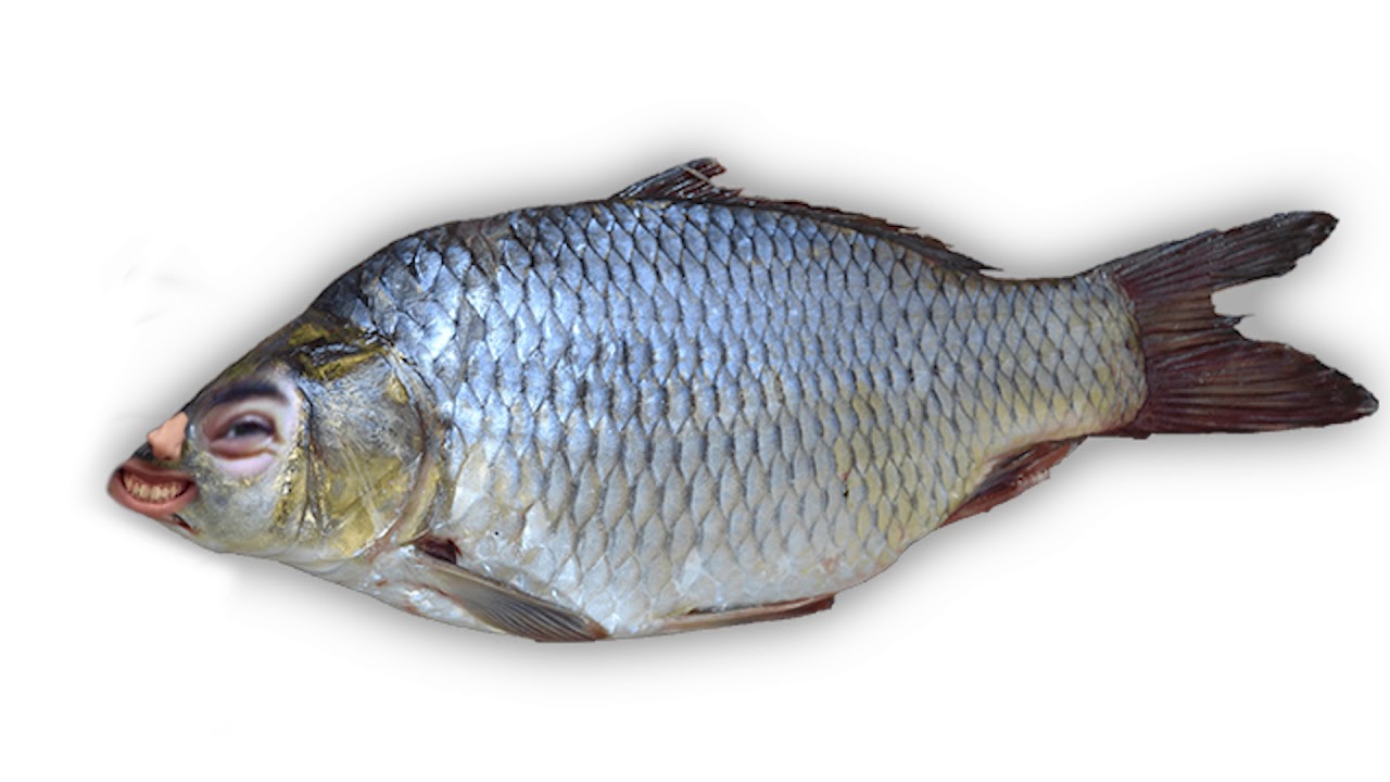 Картинка карась для детей на прозрачном фоне для детей