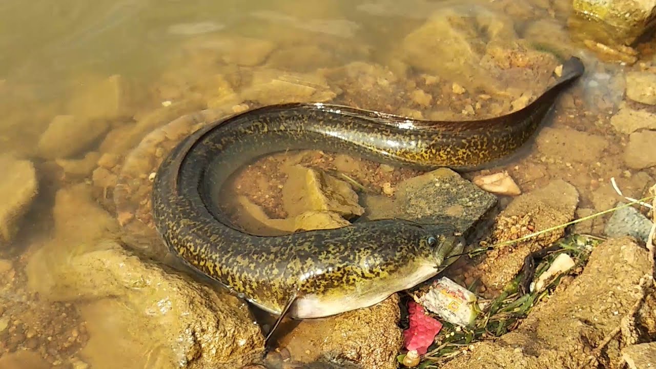 Fishing | Tambu machli | eels catching in indian style - YouTube