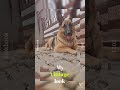 Top quaĺity gsd