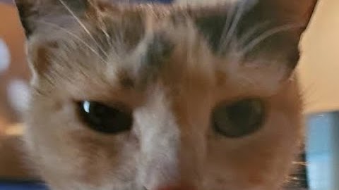 Possessing cammy cat (skilled killer part 10) (Nico’s nextbots possession)