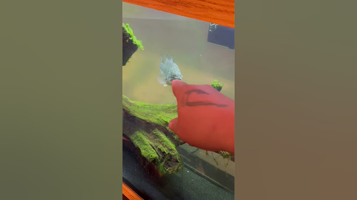 Feeding my Pet Largemouth Bass! 🙌 #fishkeeping #shorts #aquarium